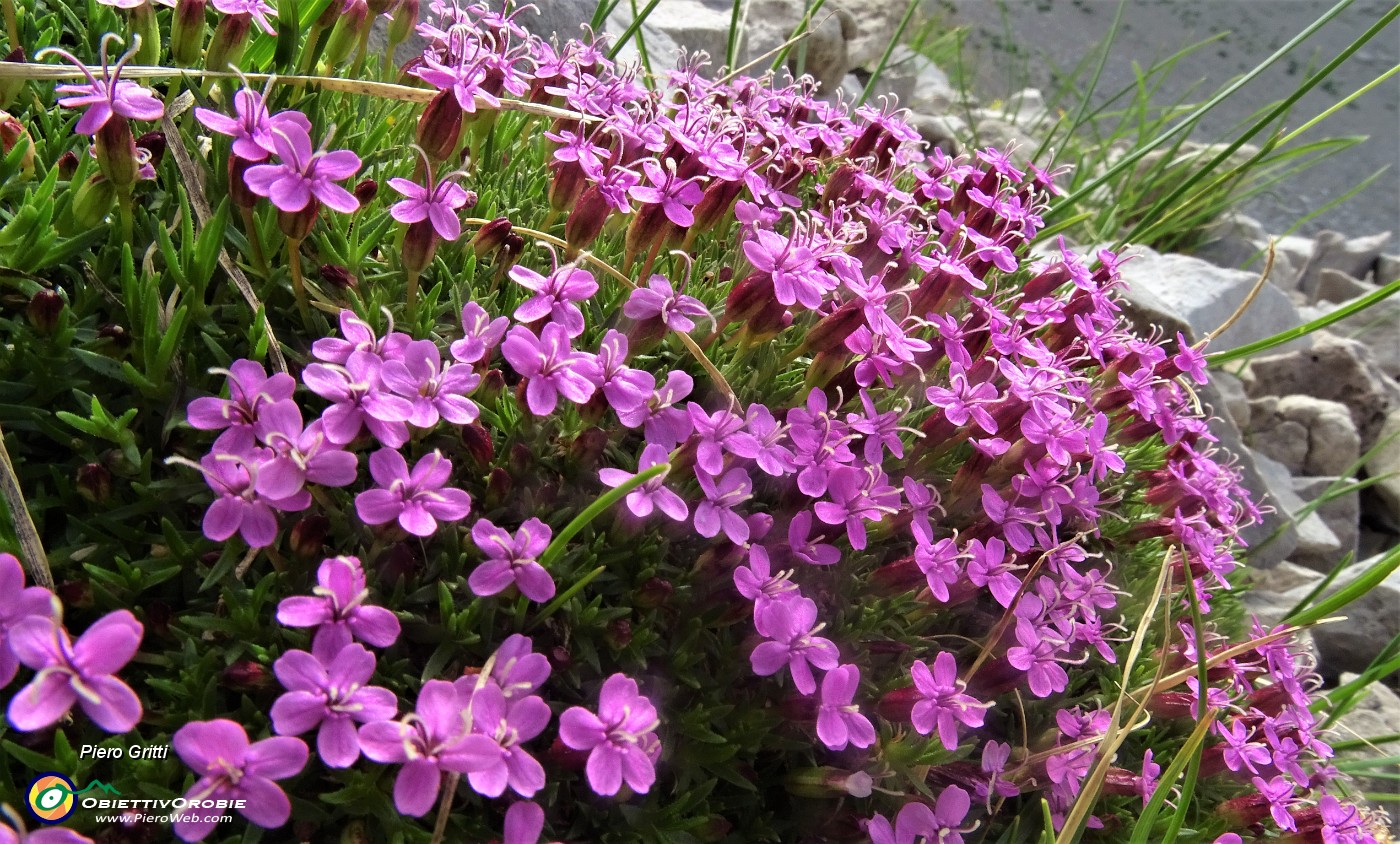 40 Tra i macereti del Mandrone  fioriture di Silene a cuscinetto Silena acaulis).JPG